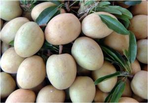 Sapodilla (Hồng Xiêm, Sa Pô Chê)